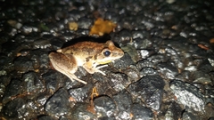 Litoria latopalmata