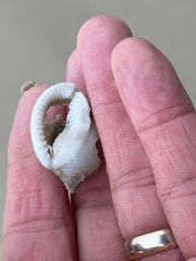 Semicassis granulata