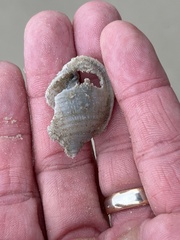 Semicassis granulata