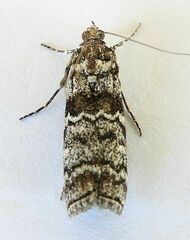 Dioryctria pentictonella