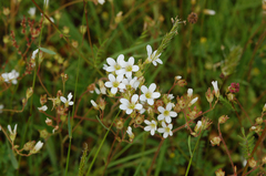 Saxifraga granulata