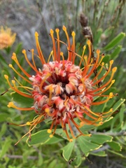Leucospermum cuneiforme
