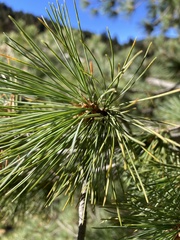 Pinus peuce