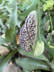 Aristolochia littoralis