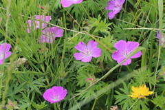 Geranium sanguineum