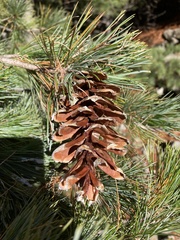 Pinus peuce
