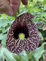 Aristolochia littoralis