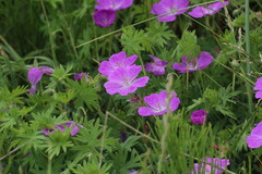 Geranium sanguineum