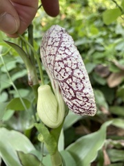 Aristolochia littoralis