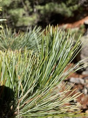 Pinus peuce