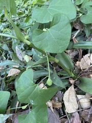Aristolochia littoralis
