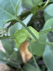 Aristolochia littoralis