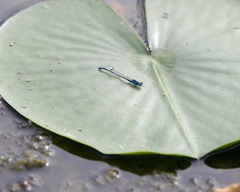 Ischnura kellicotti