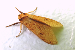 Lophocampa