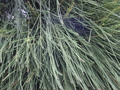 Allocasuarina nana