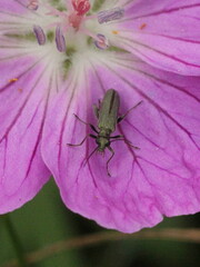 Oedemera lurida