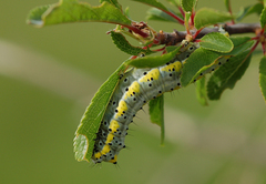 Diloba caeruleocephala
