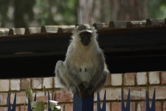 Chlorocebus pygerythrus pygerythrus