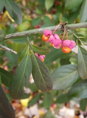 Euonymus europaeus
