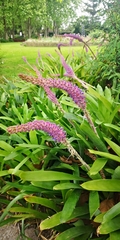 Aechmea gamosepala