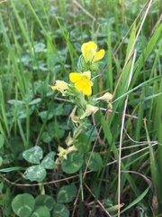 Bellardia viscosa
