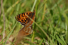 Melitaea phoebe
