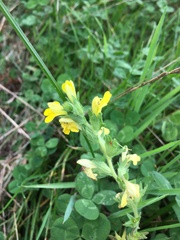 Bellardia viscosa