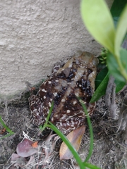 Rhinella horribilis