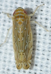 Paralimnus phragmitis