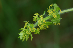 Cruciata laevipes