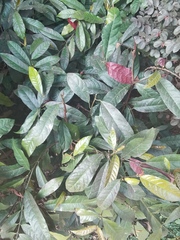 Excoecaria cochinchinensis