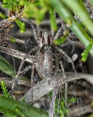 Agelena labyrinthica