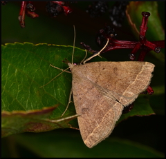 Pechipogo plumigeralis