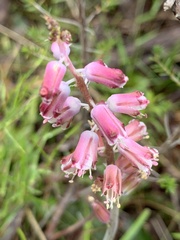 Lachenalia youngii