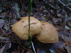 Suillus bovinus