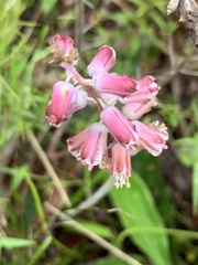 Lachenalia youngii