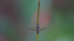 Ulidiidae