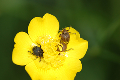 Mononychus punctumalbum