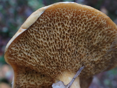Suillus bovinus