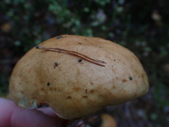 Suillus bovinus