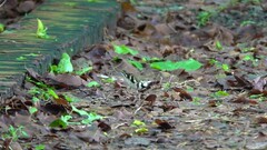 Dendronanthus indicus