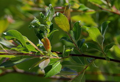 Salix bebbiana