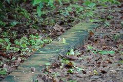 Dendronanthus indicus