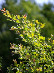 Salix bebbiana