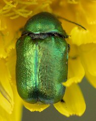 Cryptocephalus sericeus