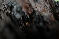 Dicyrtomina