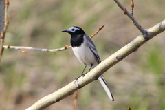 Motacilla alba personata