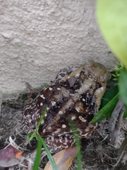Rhinella horribilis