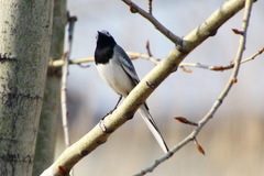 Motacilla alba personata