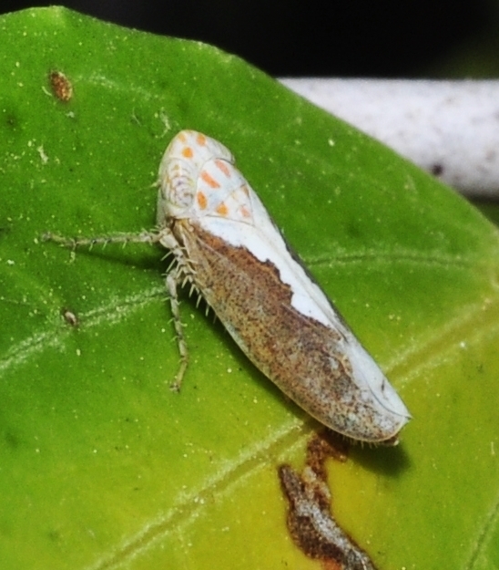 Oshaibahus